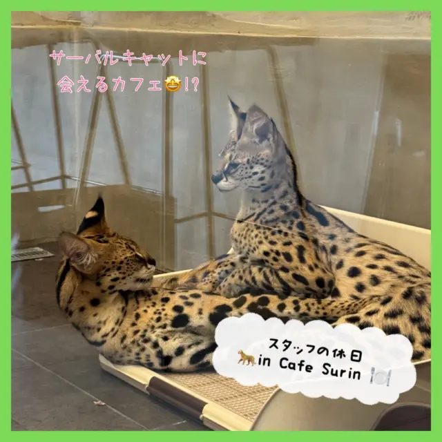 .
🌟🐆STAFFの休日in CafeSurin ☕🍽
南城市にある サーバルキャットに会えるカフェ に
行ってきました!
入ってびっくり!大きなガラス張りの仕切りの向こうには
特定動物に指定されているサーバルキャット🐆🌟
大きくてでもスタイルのいいサーバルキャットちゃんが
2頭お出迎えしてくれました😸🩵
可愛らしい一面もあり、でもやはり美しくカッコイイ✨
料理は自家製のものであったり野菜も多くとても
美味しかったです😻人気NO.1の煮込みハンバーグを
頼みましたがふっくらジューシー👏🏻
特性のにんじんドレッシングも最高でした😆
お店の方も良い方ばかりでお店の雰囲気もよかったです✮.*
【Cafe Surin】
📍南城市大里字古堅527-1
🕒平日 11:00-16:00
土日祝 11:00-18:00
🗓定休日 第2.第4火曜日
🔗 @cafe_surin
#沖縄カフェ
#cafesurin
#サーバルキャット
#沖縄ゴルフ
#シミュレーションゴルフ
ーーーーーーーーーーーーーーーー
⛳️みんなのゴルフ練習場
<営業時間>
🕘平日 09:00-22:00
🕗土日祝 08:00-20:00
<住所>
📍〒901-2126
沖縄県浦添市宮城5-1-1
タウンプラザかねひで内間市場2F
<ご予約>
🔗予約サイト:https://coubic.com/maemura-syokai
📱公式LINE:@898cdqco
📞お電話:098-894-8874
当日のご予約も大歓迎です✨
貸し出しクラブあり😊
手ぶらでフラッと大歓迎!
皆様の御来店を心よりお待ちしております♩
.