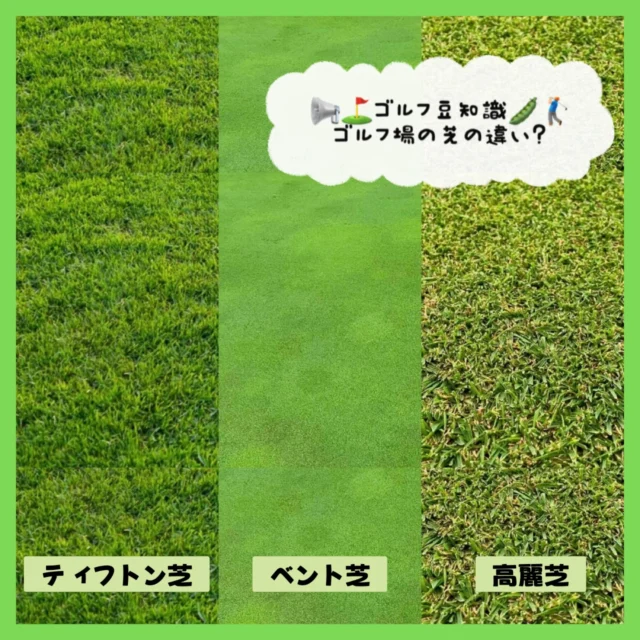 .
🏌🏻‍♂️🫛ゴルフ豆知識🫛⛳️
⁡
沖縄県のゴルフ場と本州のゴルフ場の芝生の違いは
みなさん詳しく知っていますか？
⁡
沖縄では主にバミューダ芝· ティフトン芝(暖地型の洋芝)
本州等では主にベント芝(寒地型の洋芝)
が使われています👨‍🏫
⁡
⛳️沖縄(バミューダ·ティフトン)
→芝目が強すぎてパター曲がる(弾力があるので)
→ボールが沈んで難しい(芝が横に広がる伸びるので)
→クセが強い
⁡
⛳️内地(ベント)
→パターが素直で速い(芝目がほぼないので)
→クリーンに打ちやすい(柔らかい芝なので)
→クセが少なく難易度は少し易しめ
⁡
バミューダ芝 ティフトン芝は強くて傷みにくく
沖縄向きの芝です‪🌱‬
ベント芝はコースの難易度的には易しめですが
繊細で管理が重要なのです😮☝🏻
⁡
旅行などでゴルフしに行って違いを体感した方も
いらっしゃいますよね😀！
どうでしたか！？沖縄のコースは少し難しいですか！？
⁡
内地ゴルファー
｢今日は調子いいな～😏｣
⁡
沖縄来た瞬間
｢なんで入らんの😇？｣
⁡
原因➡️芝目(裏ボス)  なんてことあるんでしょうか？🤨笑
⁡
芝生だけでもこんなに面白いゴルフ…🤩✨
⁡
 #沖縄ゴルフ
 #芝 
 #ゴルフ豆知識
 #シミュレーションゴルフ
 #ゴルフ好きな人と繋がりたい 
⁡
ーーーーーーーーーーーーーーーー

⛳️みんなのゴルフ練習場⛳️
ご予約はプロフィールのホームページから☝🏻
当日のご予約も大歓迎です✨

無料貸し出しクラブ有り😊
手ぶらで気軽にご来店ください🏌🏻‍♂️🏌🏻‍♀️

皆様の御来店を心よりお待ちしております♩
.⁡