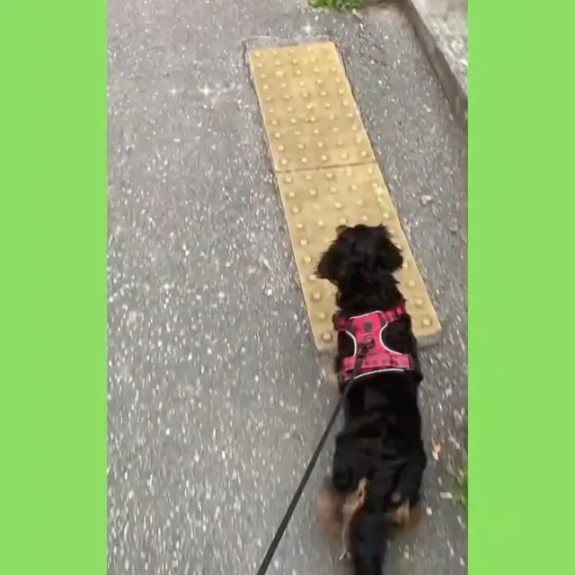 🐕‍🦺🚶‍♂️スタッフの日常 inおさんぽ編🤩✨

今回はみんゴル番外編、
スタッフの日常をお届けします📷🎶

登場するのは このワンちゃん‼️🐕‍🦺👇🏻

スタッフSと共に暮らす🏠
ミニュチュアダックスフンドの
海ちゃん（4歳）です❗️💕

好きな動物は猫🐈
嫌いな動物は犬🐕

ヤンチャで おてんばな女の子💕とのことですが、

時折こちらを振り返る姿は
とっても愛情深く、優しい雰囲気を感じますね👀✨

おやおや❓もしかして…🤔
お花や梅雨の匂いが気になるのでしょうか❓

くんくん匂いを嗅いでいる所も
すっごく可愛らしい😍💕
そんな海ちゃんとの お散歩風景でした‼️🐕‍🦺🚶‍♂️✨

#沖縄ゴルフ 
#沖縄シミュレーションゴルフ 
#ペット 
#ワンちゃん 

ーーーーーーーーーーーーーーーー

⛳️みんなのゴルフ練習場⛳️
ご予約はプロフィールのホームページから☝🏻
当日のご予約も大歓迎です✨

無料貸し出しクラブ有り😊
手ぶらで気軽にご来店ください🏌🏻‍♂️🏌🏻‍♀️

皆様の御来店を心よりお待ちしております♩
.