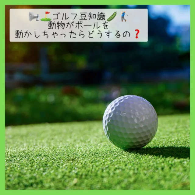 🏌🏻‍♂️🫛ゴルフ豆知識🫛⛳️

ラウンド中はナイスプレーも見られますが、👀👍🏻
時には様々な ハプニングも起きちゃいます😳

その中でも今回は、
スタッフが「うわっ‼️｣となった事例をご紹介‼️

題して…
【動物がボールを動かしたら どうするの❓🤔】
です‼️👇🏻

・ボールを持って行った場合
👉🏻確実な目撃情報があれば、元の位置に戻してプレー✨

調べてみると、基本的に無罰⭕️らしいのですが

自分の他に見た人👀❗️がいる前提になるので
そこは要注意…との事でした🔍🧐

また、
「動物にボールが当たっちゃった❗️」
なんて時もアンラッキー😫🙏🏻💦ですが

止まった所からプレーオッケー👌✨
無罰になるらしいです😳‼️

他にも👇🏻
「巣に入っちゃった❗️」
「フンの上に乗っちゃった😫」
なんて場合のルールもあるので、

気になった方はぜひ❗️
調べてみてはいかがでしょうか❓🔍👀✨

#ゴルフ豆知識 
#沖縄ゴルフ 
#シミュレーションゴルフ練習場 
#ゴルフ好きな人と繫がりたい 

ーーーーーーーーーーーーーーーー

⛳️みんなのゴルフ練習場⛳️
ご予約はプロフィールのホームページから☝🏻
当日のご予約も大歓迎です✨

無料貸し出しクラブ有り😊
手ぶらで気軽にご来店ください🏌🏻‍♂️🏌🏻‍♀️

皆様の御来店を心よりお待ちしております♩
.